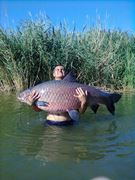 Buffalo 52.370 kg